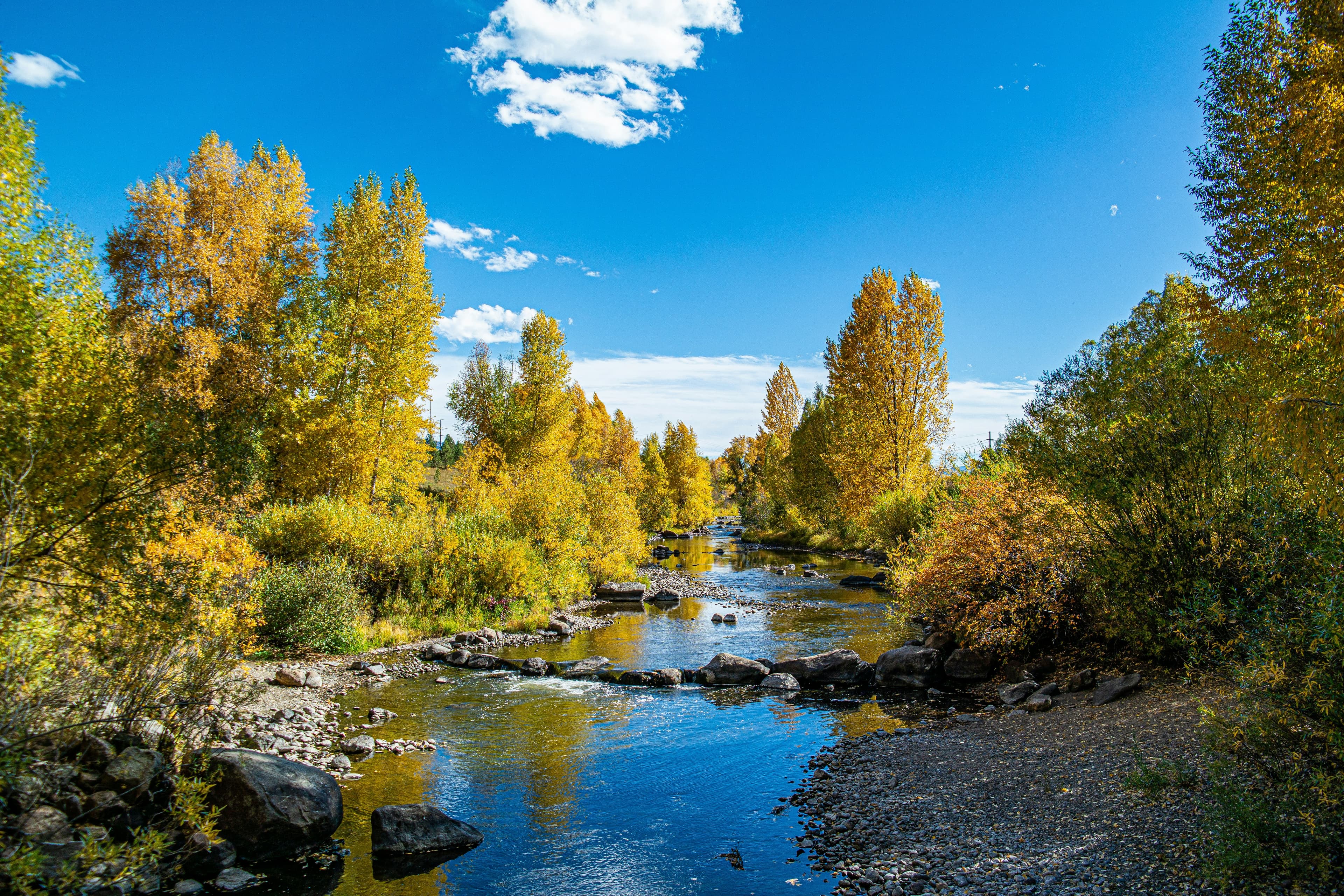 A clear rocky river flowing between autumn trees in Steamboat Springs.